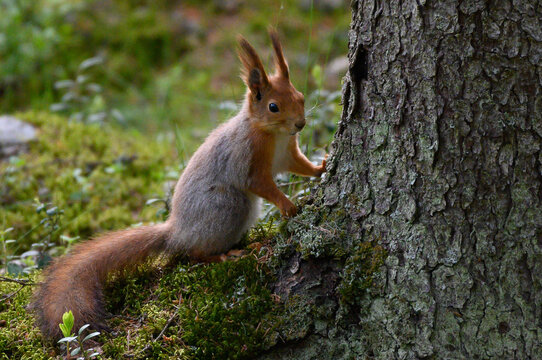 squirrel in the park © Jaakko