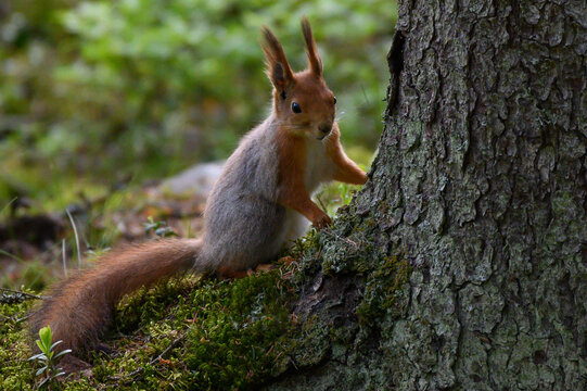 squirrel in the park © Jaakko