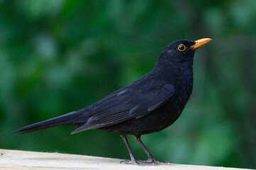 beautiful bird