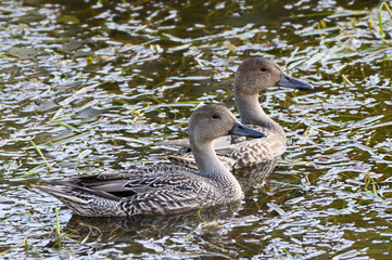 ducks in wwater