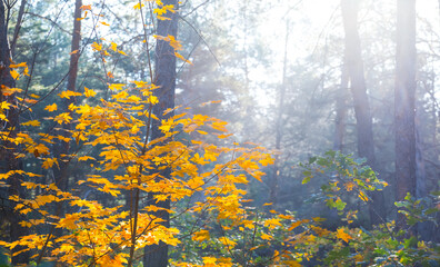 autumn forest glade at the early morning