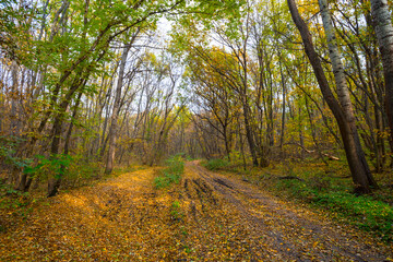 autumn forest glade covered by a dry leaves