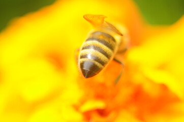 photo of a beautiful bee and flowers a sunny day.