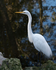 Great White Egret Stock Photo. Great White Egret standing  on a moss rock and foliage with a blur background in its environment and habitat. Looking to the left side.