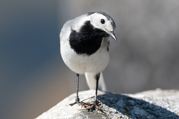 wagtail