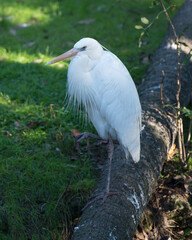 Great White Egret Stock Photo.  Standing on log. Green foliage. Picture. Portrait. Image. Looking to the left side.