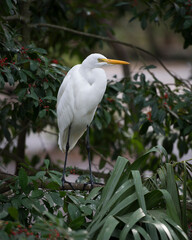 Great White Egret  Stock Photo. Great White Egret bird perched on fruit tree. Image. Picture. Portrait. Looking to the right side.