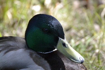 duck