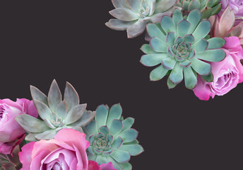 Floral banner, header with copy space. Succulents and pink roses isolated on dark background. Natural flowers wallpaper or greeting card.