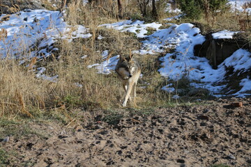 Real wild wolf 