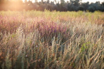 Beautiful wild flowers in field at sunrise. Early morning landscape