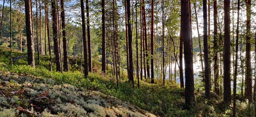 forest in the morning