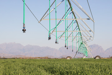 Close up image of a center pivot on a green field of wheat, providing irrigation to the crops