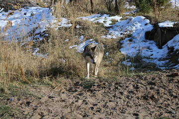 Real wild wolf 