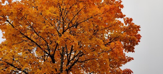 close up view of a tree