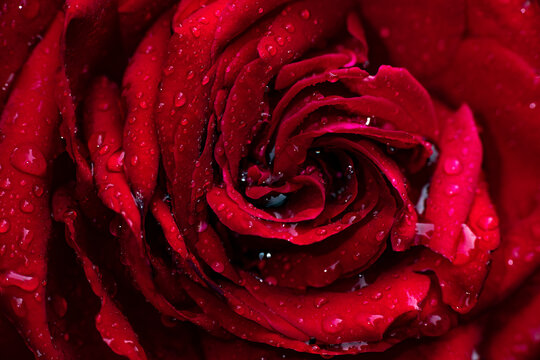 Nice red rose at rainy day with rain drops high contrast macro nature photography