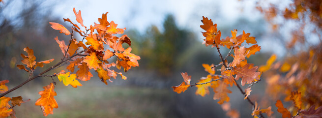 closeup oak tree branch in a forest with varicoloured dry leaves, beautiful autumn outdoor background