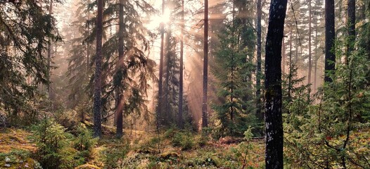 sunset in the woods