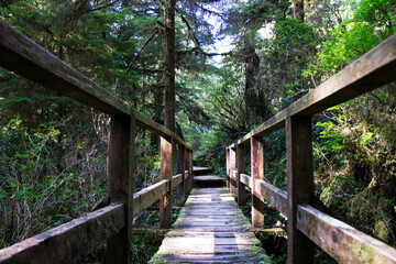 Rainforest boardwalk trail at Pacific Rim National Park outside of Tofino British Columbia Canada