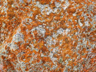 Texture rock with fragments of rocks and fungus. Natural stone background.