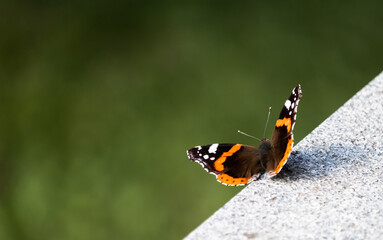 Admiral Schmetterling auf Steinkante
