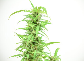 Cannabis sativa plant in the garden