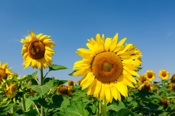 Beautiful view of sunflowers growing in field