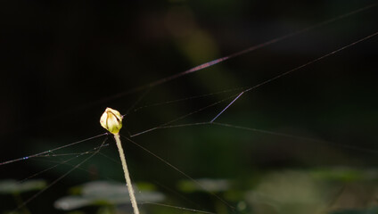 a blade of grass with cobwebs illuminated by the sun.Autumn forest