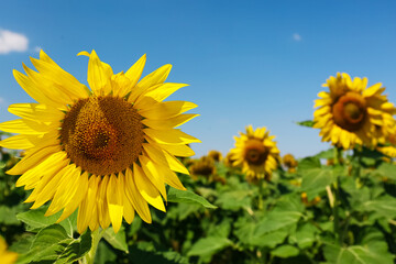 Fototapeta premium Beautiful sunflower growing in field, closeup view