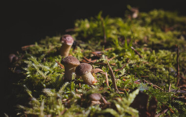 mushrooms in the autumn forest. The background of nature.