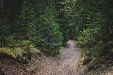 Fototapeta premium Road in a pine forest.Autumn landscape in October