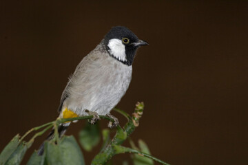 White-eared or White-cheeked Bulbul, Pycnonotus leucotis, perched