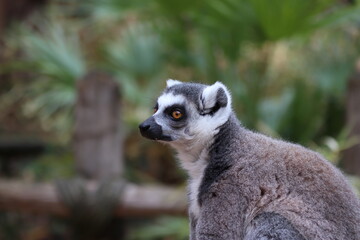 Fototapeta premium Maki Catta