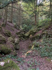 Nature photos from hungarian forest