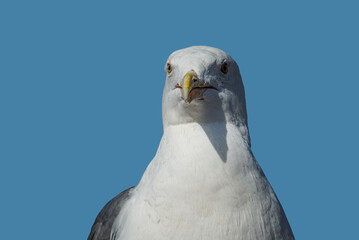 White seagull is watching you