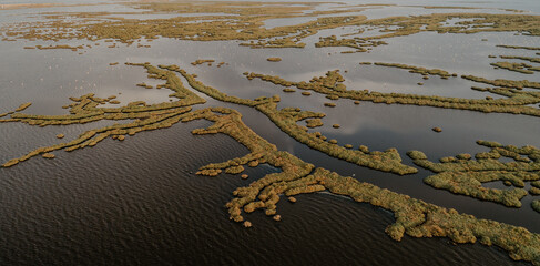 Pink flamingos in their natural environment with drone shooting