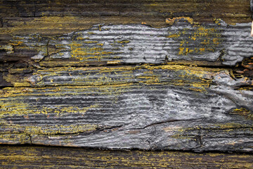 old burnt wood with moss texture