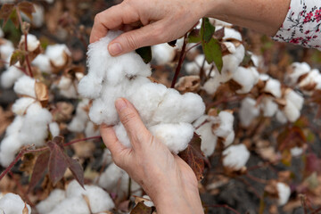 Manos de una mujer cosechando algodón en el campo