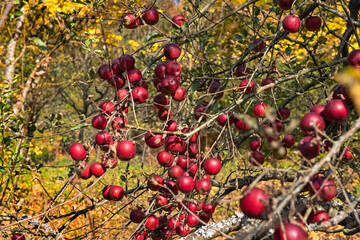 Reife Äpfel auf einer Streuobstwiese bei Mühlheim an der Donau, Baden-Württemberg, Deutschland