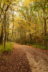 Fototapeta na wymiar Forest Path Fall