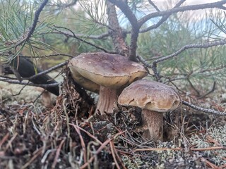 mushrooms in the forest