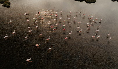 Pink flamingos in their natural environment with drone shooting