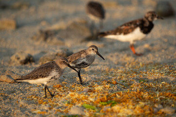 Dunlins at Busaiteen coast, Bahrain. Leftover thrown on the sea coast.