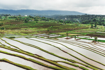 Rice field on Terraces panoramic hillside with rice farming on mountains beautiful shape in nature. Travel concept
