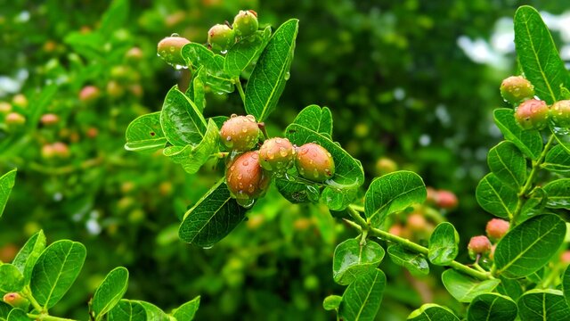 Carissa carandas, Carunda, Koromcha fruit tree with water drops, Indian Karonda seeds ripe red, tropical citrus karanda or koromcha fruit in asia, India