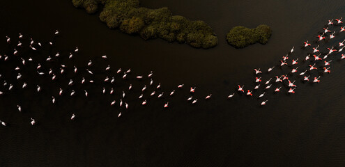 Pink flamingos in their natural environment with drone shooting