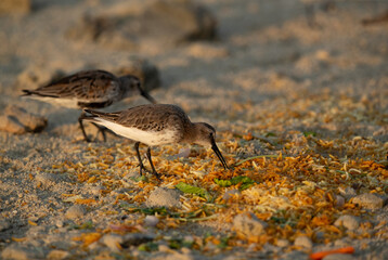 Dunlins feeding rice at Busaiteen coast, Bahrain. Leftover thrown on the sea coast.