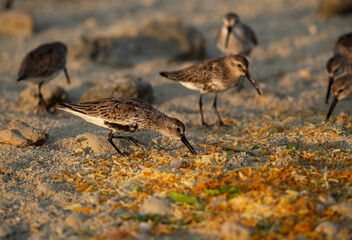Dunlins eating biryani at Busaiteen coast, Bahrain. Leftover thrown on the sea coast.