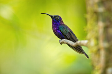 Fototapeta na wymiar The violet sabrewing (Campylopterus hemileucurus) is a very large hummingbird native to southern Mexico and Central America as far south as Costa Rica and western Panama. 