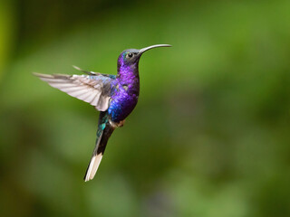 The violet sabrewing (Campylopterus hemileucurus) is a very large hummingbird native to southern...